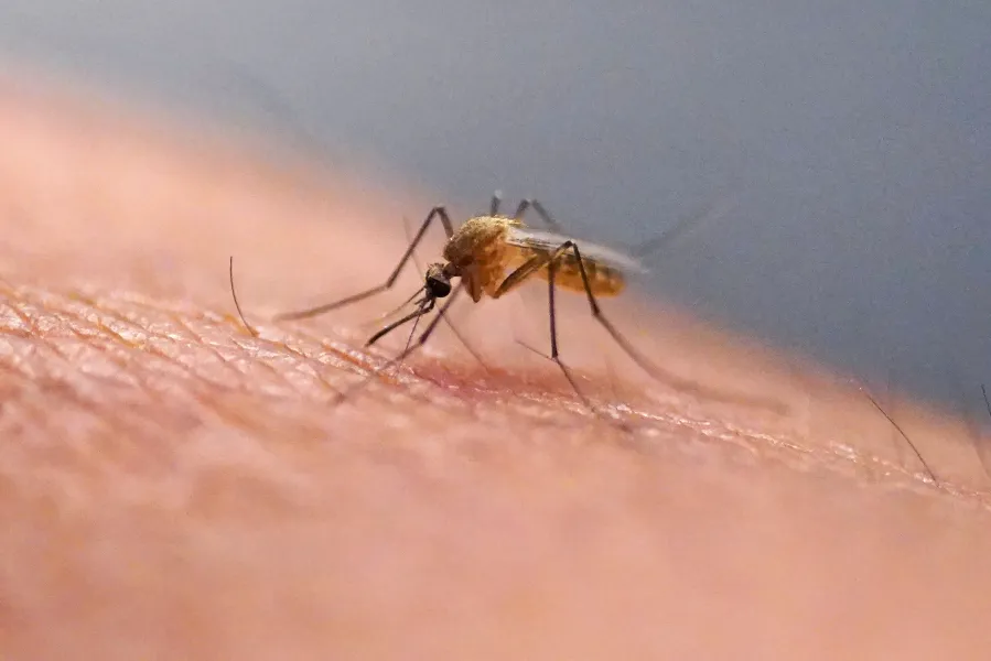 A close-up of a mosquito feeding on human skin.