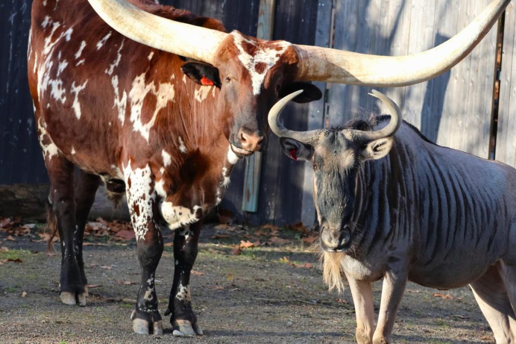 A longhorn steer and a wildebeest stand together in a pen, surrounded by leaves and wooden fencing.