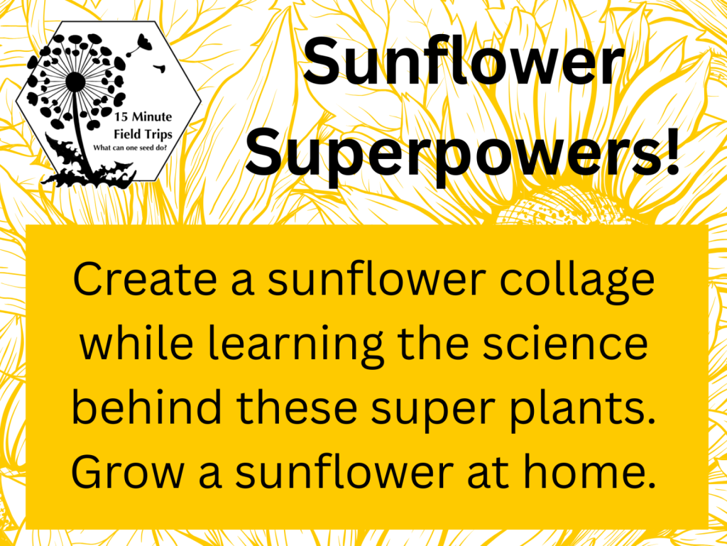 Text promotes creating a sunflower collage and learning about sunflowers. Encourages growing sunflowers at home.