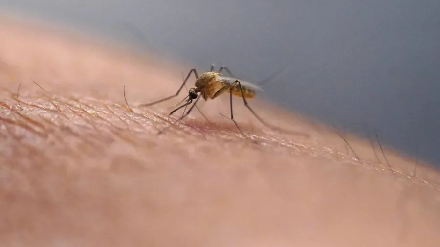 A mosquito lands on human skin, preparing to bite. Fine hair and skin texture are visible.