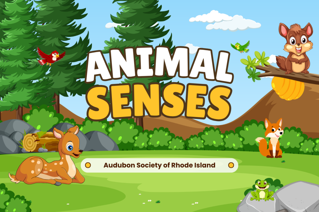 Cartoon animals, including a deer, fox, and squirrel, are surrounded by trees and rocks. Title reads "Animal Senses.