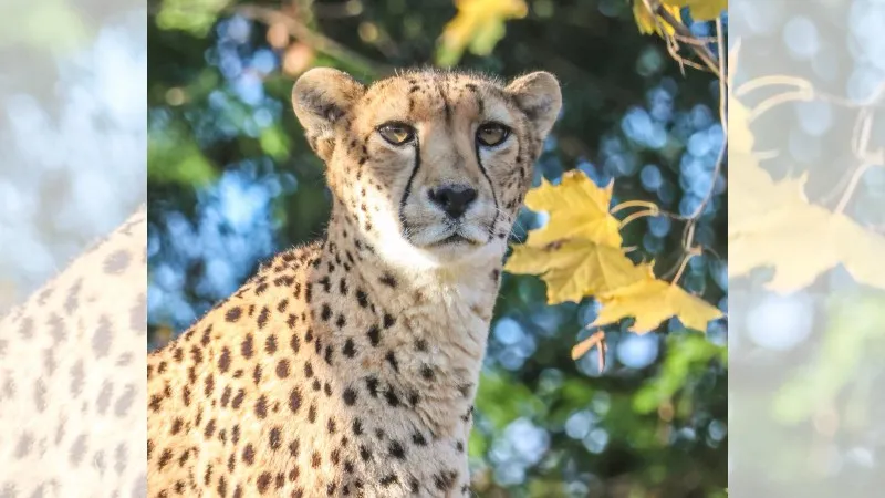 A close-up of a cheetah with distinctive spots, gazing intently among green foliage and yellow leaves.