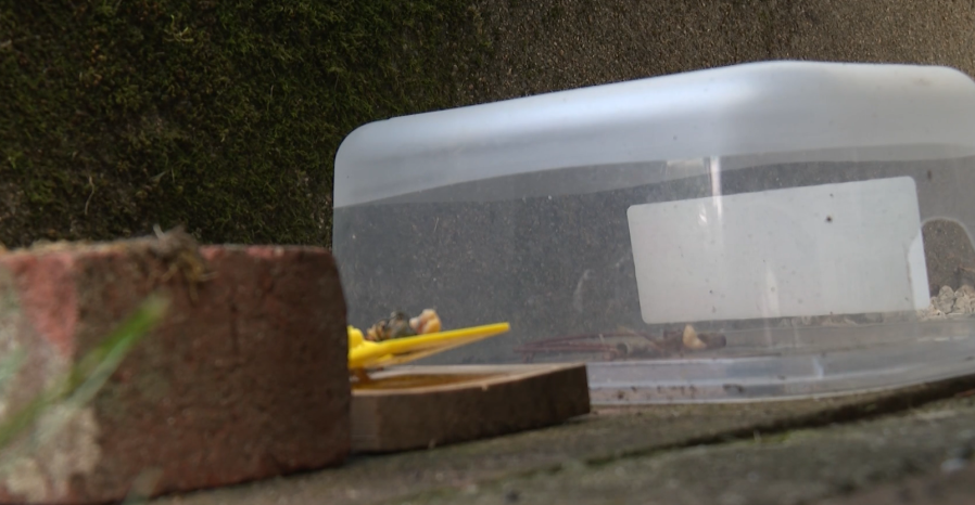 A clear container sits on a wooden surface, surrounded by bricks and scattered debris.