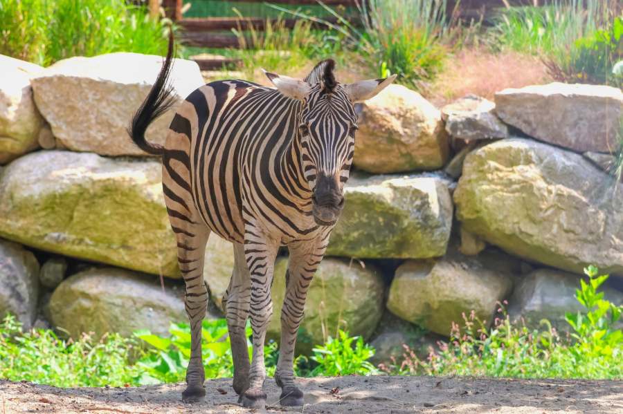 A zebra stands in front of large rocks, surrounded by green plants.