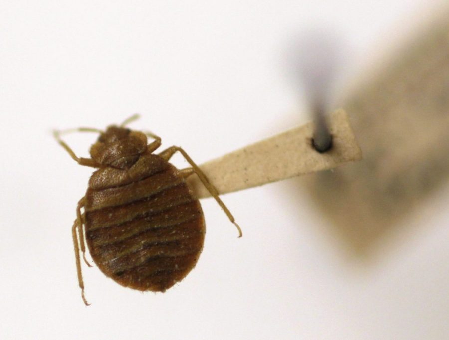 A close-up of a brown bed bug on a pin, showcasing its segmented body and legs.