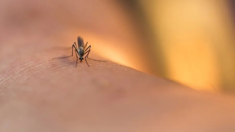 A mosquito lands on human skin, preparing to bite. The background is softly blurred.