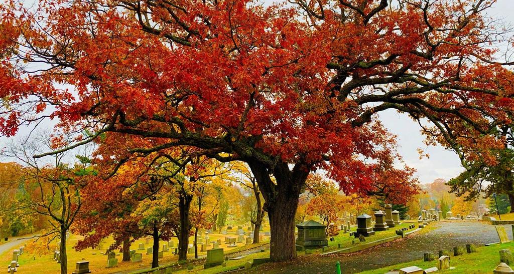 A large, vibrant red tree stands over a cemetery with gravestones and autumn foliage in the background.
