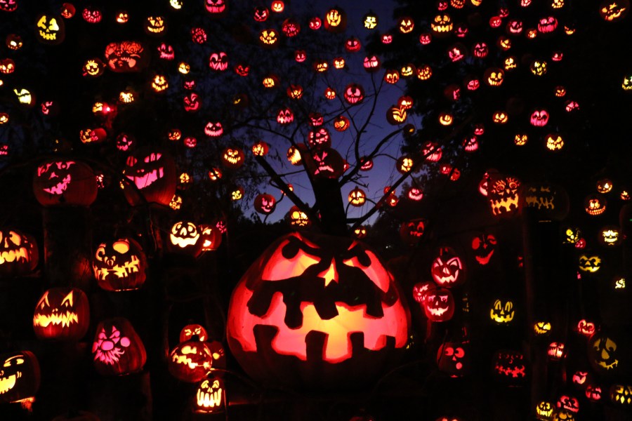 A large, carved pumpkin glows among numerous smaller, illuminated jack-o'-lanterns in a dark setting.